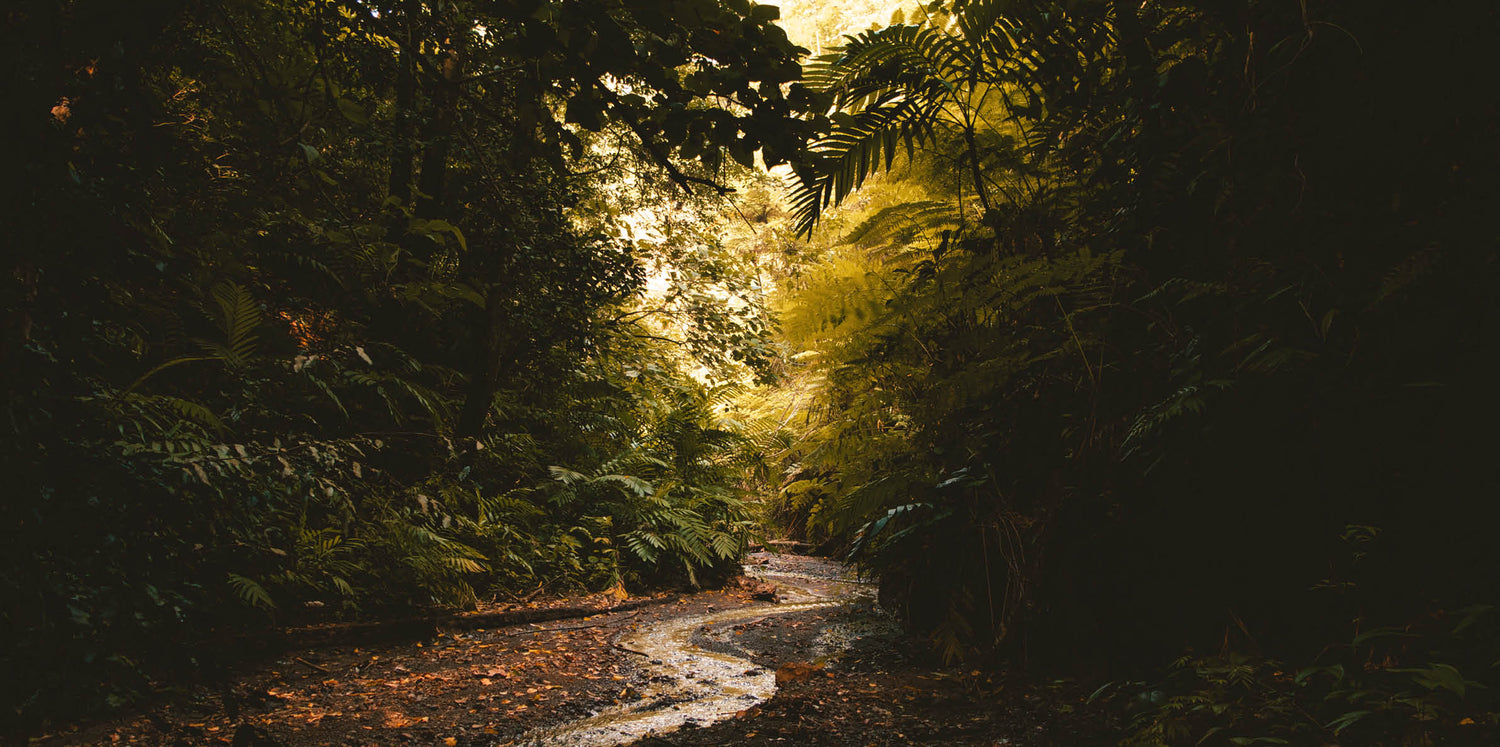 THE BEEN COLOUR PALETTE: RAINFOREST GREEN