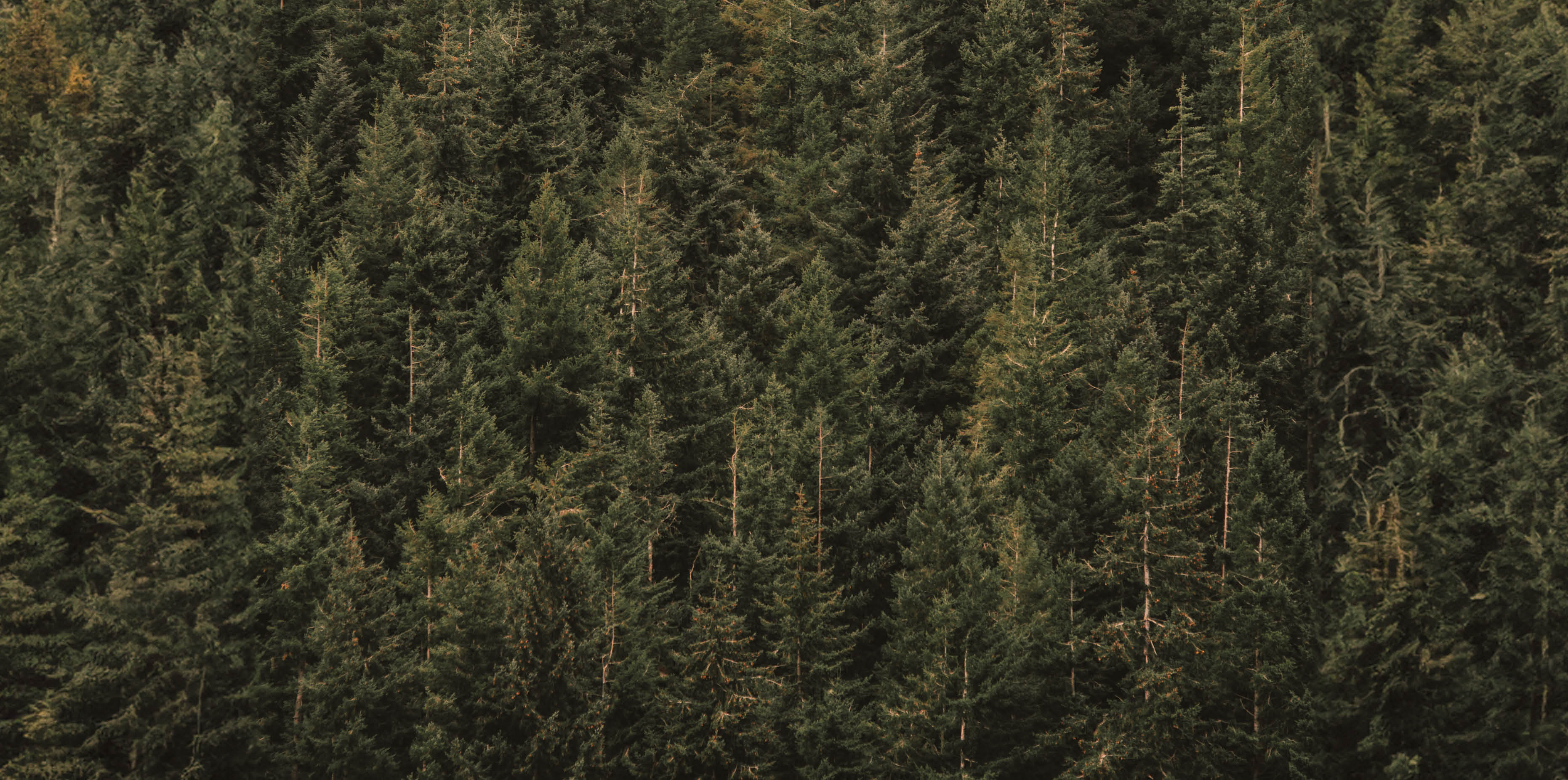 pine trees