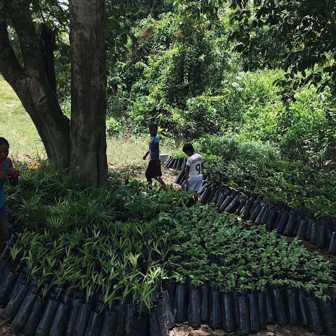OUR TREE PLANTING INITIATIVE